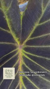 โคโลคาเซีย สุวรรณเกสร (Colocasia Suwankesorn )ไม้ฟอกอากาศ ไม้มงคล ไม้ประดับ ไม้แต่งสวน  ไม้ด่าง ไม้หายาก