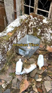 PERANGKAP TIKUS MASAL JEBAKAN TIKUS