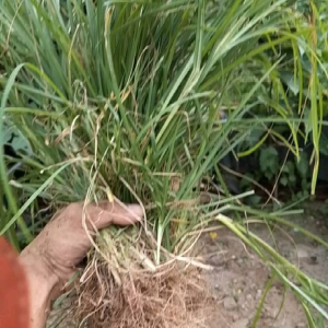 Fresh paragis grass with roots 1 kilo hand-held natural outdoor setting.