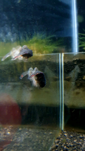 Red Fin Hillstream Loach/Ornamental fish/Freshwater/Readystock