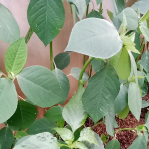 DAUN SENA 500 GRAM SEGAR DAUN PATIKAN MAS SEGAR PEMBERSIH USUS ORGANIK