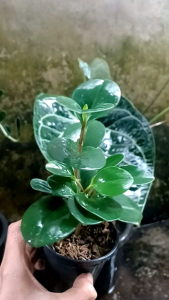Tanaman Hias Peperomia Obtusifolia Baby Rubber Plant