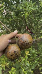 ต้นทับทิมแดงมารวย ปลูกสร้างรายได้ ติดผลเร็ว สูง70-90ซ.ม แบบกิ่งตอนกิ่งตอน - เป็นไม้มงคลนิยมปลูกไว้ในบ้าน - 6 เดือน-1ปี เริ่มให้ผลผลิต -ผลเป็นสีแดงเลือดนก -เนื้อด้านในเม็ดใหญ่ทานอร่อย