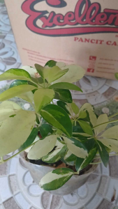 Schefflera arboricola live plant in 3.5"x3.5"x10" black plastic bag. Variegated green and white leaves. Suitable for indoor decoration. Placed on a glass table.