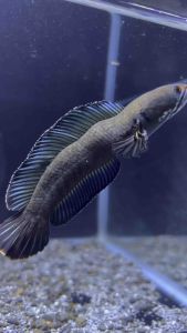 CHANNA ANDRAO [4+- INCH] SELECT FISH QUALITY