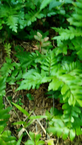 เฟิร์นก้านดำ ใส่ปลากัด 40 ก้าน เก็บสดทุกวัน