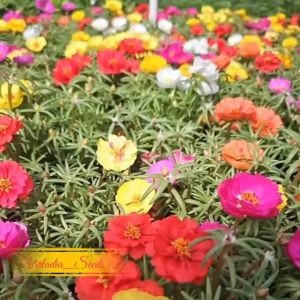 [Virladia Seeds] Biji Benih tanaman bunga Mossrose Double Mix