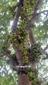 ( sỉ lẻ )H1+B3 siêu kích hoa kích trái nhận sỉ lẻ sll call sdt 0363623996