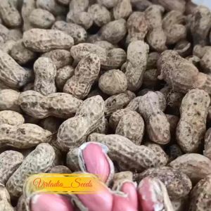 [Virladia Seeds] Biji Benih tanaman Kacang Tanah Kulit Merah | Red Peanut