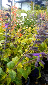 ซัลเวียกวารานิติกา Guaranitica กระถาง 8 นิ้ว (กทม)