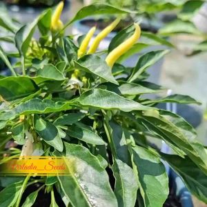 [Virladia Seeds] Biji Benih tanaman Cabe Red Medusa