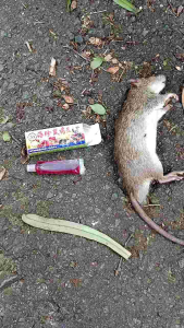 Pembasmi Tikus Efektif & Racun Tikus Ampuh