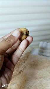 Sus Coklat Lumer Manis 250gram