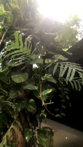 abaya gamis hitam Kanaya bahan jetblack saudi premium by sabellaabaya