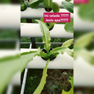 BENIH SELADA SIOMAK CHINESE LETTUCE (KEMASAN ORIGINAL ) ISI -+ 3000 BUTIR