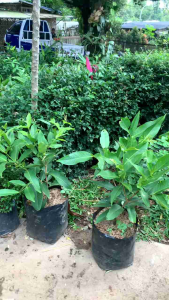 bibit jambu citra hasil cangkok cepat berbuah