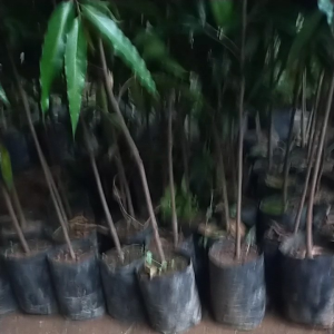 Bibit Tanaman Hias Pohon Glodokan Satu Meteran atau Polyalthia Longifolia