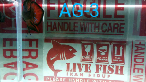 Betta fish Male _Code AG-3