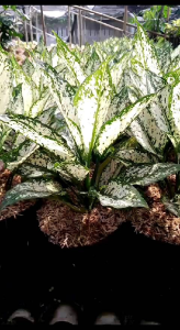 Aglonema Snowhite Dewasa: Tanaman Hias Rimbun & Harga Promo