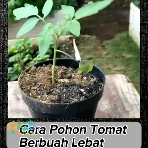 10 BUTIR BIJI/BENIH TANAMAN TOMAT WHITE BEEFSTEAK