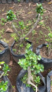 Bonsai Dolar Micro Taman 50-65 cm Murah Hiasan Taman