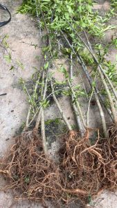 Bonsai Bibit Anting Putri Murah isi 10 +- 100cm