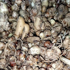 KENCUR 1 KG KENCUR SUPER 1000 GRM KENCUR BESAR CIKUR 1KG