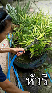 304 หมูสมุนากร หัวฝักบัวสินค้า หัวบัวเสียบสายยาง หัวบัวรดน้ำ