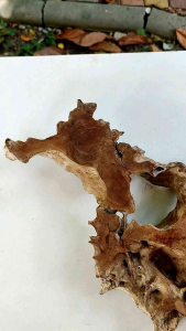 รากไม้ แห่งจินตนาการ รูปมังกรทะยานฟ้า และเหล่าสัตว์มงคล มารวมกันแน่นๆ ใครตาดีมีโชคก็จะมองเห็น พวกเขา แอบอยู่ในป่าเขาลำเนาไพร