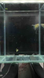 King Cobra Short Body Ribbon