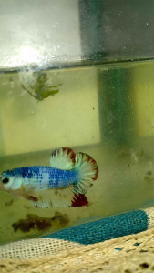 IKAN LAGA HIDUP sesuai untuk dijadikan hobi. Ia mampu menenangkan fikiaran Dan mampu megurangkan tekanan. KAEDAH PENJAGAAN ✅Tidak memelukan oksigen ✅Pastikan air bebas clorin ✅air perlu ditukar sekurang² semingu sekali ✅Beri makan palet 3-5 biji sehari