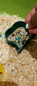 Dried Milk Cheese Treat For Hamster & Sugar Glider 🧀