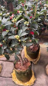 ดอกคาเมลเลียญี่ปุ่น(camellia) หรือ #ดอกสึบากิ  ชื่อวิทยาศาสตร์ #Camellia japonica L.ปลูกมากในประเทศญี่ปุ่นบอนไซ 150-200 cm  #ดอกคาเมลเลีย #Camellia #ดอกไม้ความหมายดี 🇦🇺เป็นชนิดดอกไม้ที่คนในประเทศอังกฤษยกให้เป็นดอกไม้ที่มีความหมายโรแมนติกที่สุดว่า 🙉"โชค