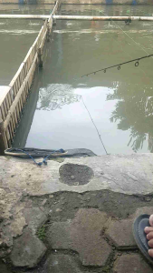 Essen Galak Aroma Geranium Bublegum 30ml Original Khusus Ikan Mas Rame dan Babon Lebih Cepat Strike BONUS 5ml Varian Melati Doger