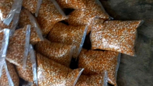 Jual benih jagung unggul pilihan 1 kg