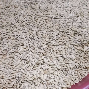 Jual padi huma tumbuh ladang darat benih padi beras merah