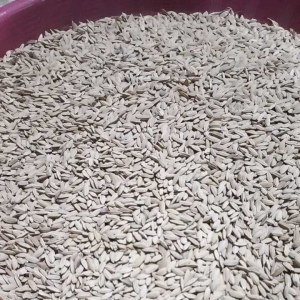 Padi Huma Asli: Benih Padi Beras Merah Tumbuh di Ladang Kering