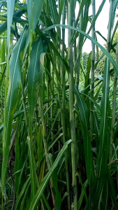 #เนเปียร์ท้ายเขื่อนซุปเปอร์ลีฟ (ชุดทดลองปลูก100ท่อน/79บาท)