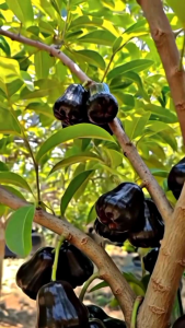 Selamat Datang Ditoko Kami Bibit Jambu Air Citra Hitam JUMBO🌱Sudah Siap Ditanam Bibit Subur Besar Rimbun Siap Ditanam Di Lahan Maupun Di Planterbag Hasil Cangkok Yuk Dicekout Pemesanan Bisa COD Bayar Ditempat