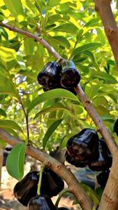 Selamat Datang Ditoko Kami Bibit Jambu Citra Hitam🌱 Super Jumbo Bibit Aubur Dan Valid Bibit Hasil Okulasi & Cangkok Sudah Berbuah Buah Pun Manis Dan Dagingnya Tebal Sangat Besar..Yuk Silahkan Di Order Pemesanan COD Bayar Ditempat