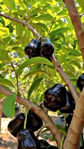 Selamat Datang Ditoko Kami Bibit Jambu Air Citra Hitam JUMBO🌱Sudah Siap Ditanam Bibit Subur Besar Rimbun Siap Ditanam Di Lahan Maupun Di Planterbag Hasil Cangkok Yuk Dicekout Pemesanan Bisa COD Bayar Ditempat