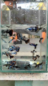 Guppy Dumbo Mix Colour Trio 1m2f (RANDOM) 3month fish  ‼️NO COD‼️