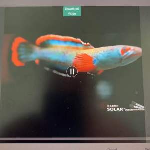 🇲🇾AquaNice Neo-Helios Solar Tropi Color Booster LED Submersible T8 Tanning Light Lamp Colour-Up Aqua Nice Lampu Akuarium