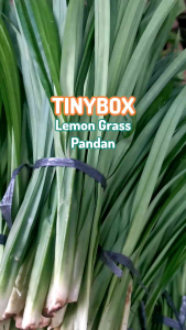 TINYBOX Fresh Lemon Grass Pandan Leaves Spring Onion Green Sili Fresh Local Vegetable Herbs Tanglad Dahon Spices and Herbs 1Bundle