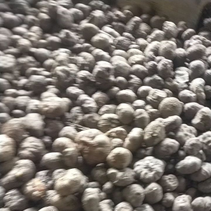 bibit Porang katak super siap tanam 1kg  bibit Porang  katak super sudah dorman