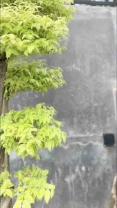 Gamis Twill BG Collection Motif Loreng