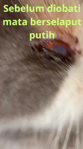 OBAT MATA KUCING KLAMIDIA