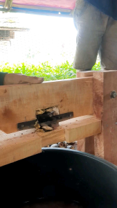 Kupclang: Alat Pengupas Kolang Kaling Manual