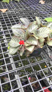 ต้นพรหมญี่ปุ่น ส่งพร้อมกระถางดำ 6 นิ้ว ต้นไม้ฟอกอากาศ ฟอร์มใบสวยทุกต้น ดูแลเลี้ยงง่าย