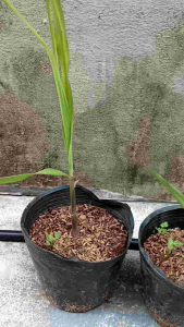 mía chậu giống tripped sugarcane